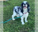 Small Photo #1 Cocker Spaniel Puppy For Sale in Sioux Falls, SD, USA