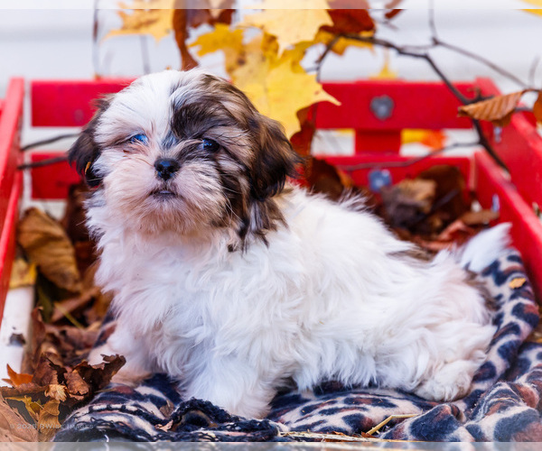 Medium Photo #48 Shih Tzu Puppy For Sale in WAKARUSA, IN, USA