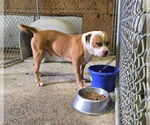 Small #8 Boxer Mix