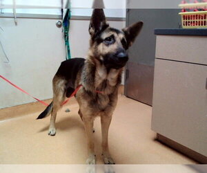 German Shepherd Dog Dogs for adoption in Martinez, CA, USA