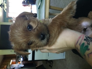 Morkie Puppy for sale in GREENLEAF, WI, USA