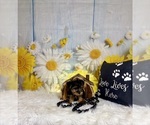 Image preview for Ad Listing. Nickname: Milo