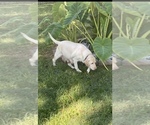 Small Photo #10 Labrador Retriever Puppy For Sale in CHARLOTTE, NC, USA