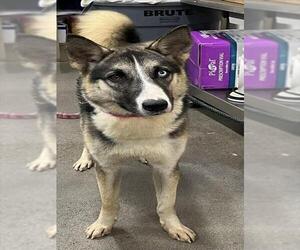 Huskies -Unknown Mix Dogs for adoption in Forestville, MD, USA