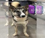 Small Huskies  Mix