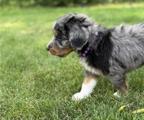 Medium Photo #11 Bernedoodle Puppy For Sale in SPRINGFIELD, OH, USA