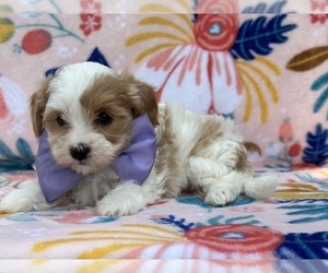 Poovanese Puppy for sale in LANCASTER, PA, USA