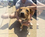 Small #6 American Staffordshire Terrier