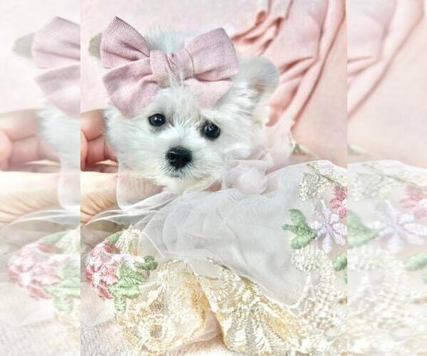 Medium Photo #23 Pomeranian Puppy For Sale in WEST PALM BEACH, FL, USA