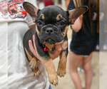 Small French Bulldog