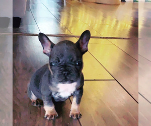French Bulldog Puppy for sale in SIDNEY CENTER, NY, USA