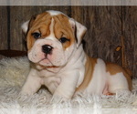 Small Photo #21 English Bulldog Puppy For Sale in VERONA, MO, USA