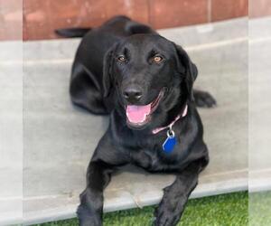 Labrador Retriever-Unknown Mix Dogs for adoption in San Diego, CA, USA