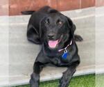 Small Labrador Retriever Mix