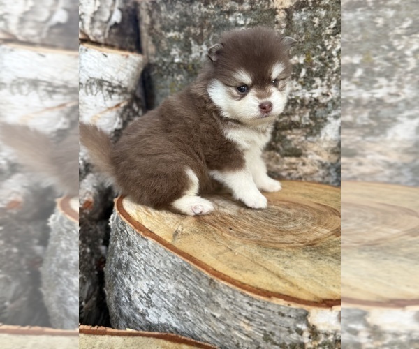 Medium Photo #12 Pomsky Puppy For Sale in STAPLES, MN, USA