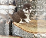 Small #11 Pomsky