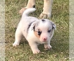 Small Photo #3 Border Collie-Pembroke Welsh Corgi Mix Puppy For Sale in SUMMERVILLE, GA, USA