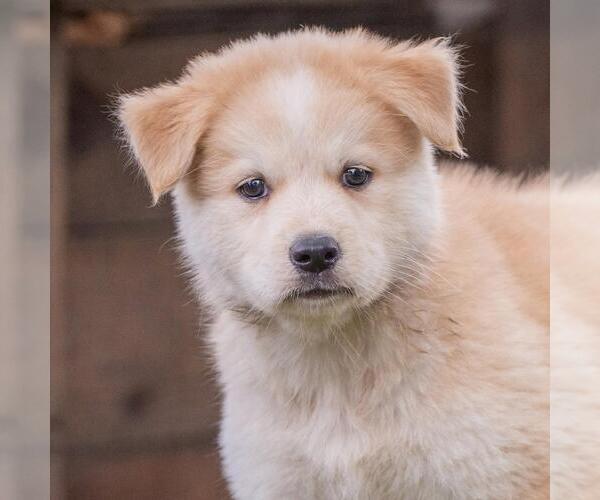 Medium Photo #4 Siberian Husky-Unknown Mix Puppy For Sale in San Diego, CA, USA