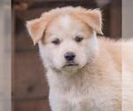 Small #3 Siberian Husky Mix