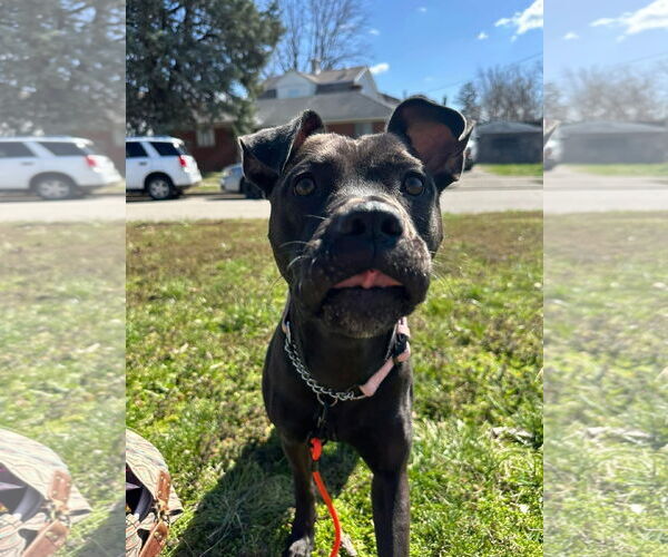 Medium Photo #15 American Pit Bull Terrier-Unknown Mix Puppy For Sale in Germantown, OH, USA
