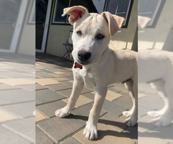 Medium Photo #1 Mutt Puppy For Sale in San Diego, CA, USA