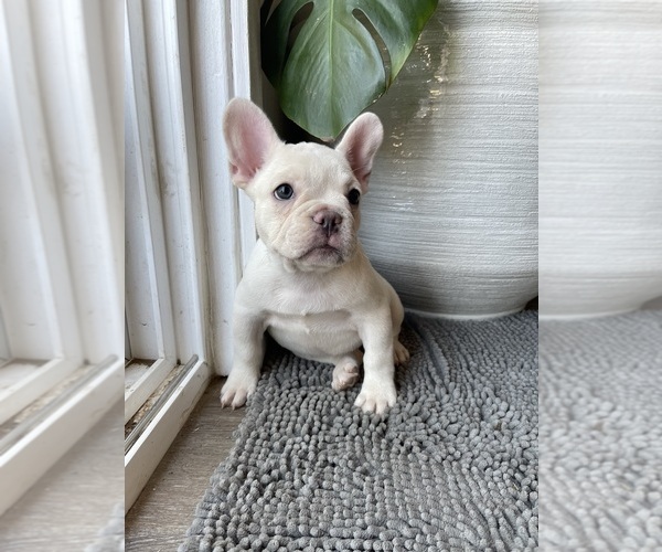 Medium Photo #9 French Bulldog Puppy For Sale in SAN BERNARDINO, CA, USA