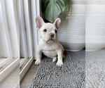 Small #8 French Bulldog