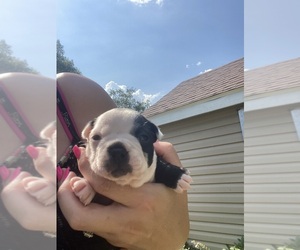 Boston Terrier Puppy for sale in FREDONIA, KS, USA