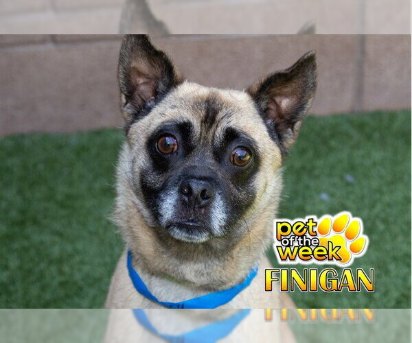 Medium Photo #2 Pug-Unknown Mix Puppy For Sale in Moreno Valley, CA, USA