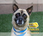 Small #1 Pug Mix