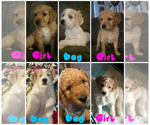 Goldendoodle (Miniature) Puppy for sale in BATTLE CREEK, MI, USA
