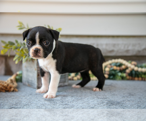 Medium Photo #19 Boston Terrier Puppy For Sale in NAPPANEE, IN, USA