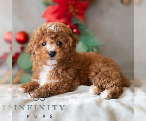 Medium Photo #1 Bichpoo Puppy For Sale in DORNSIFE, PA, USA