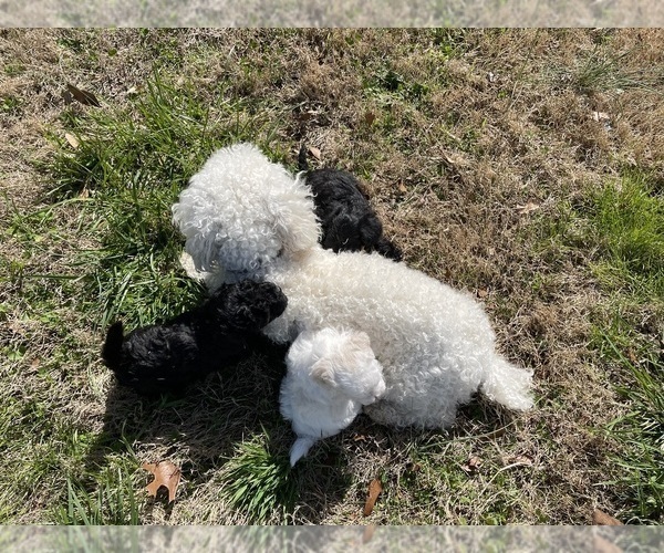 Medium Photo #11 Poodle (Toy)-Schnauzer (Miniature) Mix Puppy For Sale in OOLTEWAH, TN, USA