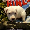 Small Photo #106 Dogo Argentino Puppy For Sale in JANE, MO, USA