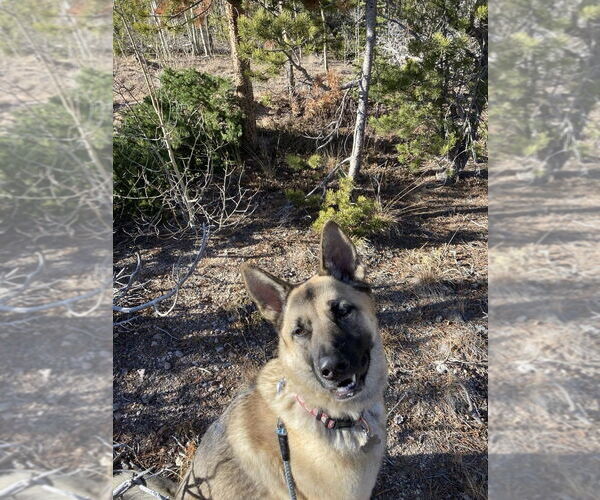 Medium Photo #2 Akita-German Shepherd Dog Mix Puppy For Sale in Fort Collins, CO, USA