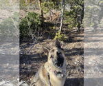Small #1 Akita-German Shepherd Dog Mix