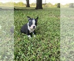 Small #6 Boston Terrier