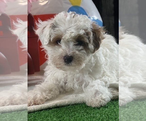 Medium Photo #3 Poodle (Toy) Puppy For Sale in CANOGA, NY, USA