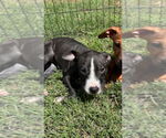 Small #1 American Pit Bull Terrier-American Staffordshire Terrier Mix