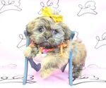 Small Photo #9 Shih Tzu Puppy For Sale in LAS VEGAS, NV, USA