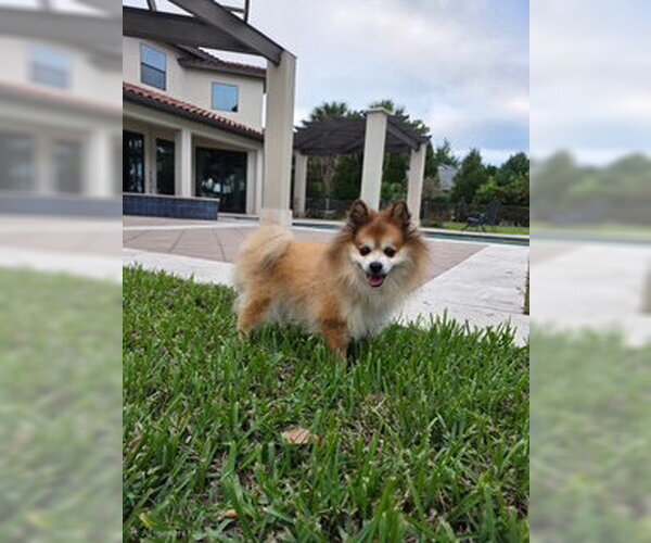 Medium Photo #6 Pomeranian Puppy For Sale in Tampa, FL, USA