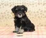 Small Schnauzer (Miniature)