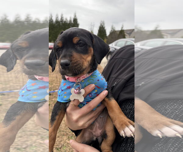 Medium Photo #12 Mutt Puppy For Sale in Holly Springs, NC, USA