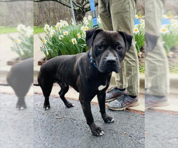 Medium Photo #2 American Pit Bull Terrier Puppy For Sale in Derwood, MD, USA