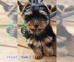 Small #2 Yorkshire Terrier