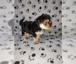 Small #5 Morkie