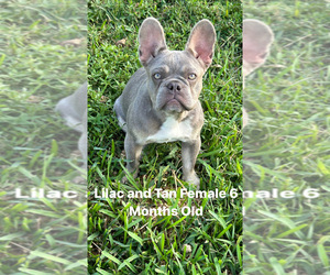 French Bulldog Puppy for sale in LOXAHATCHEE GROVES, FL, USA