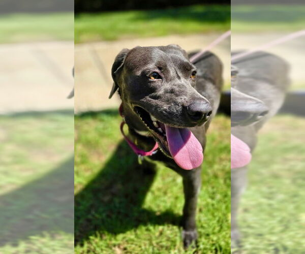 Medium Photo #2 Labmaraner Puppy For Sale in Newport Beach, CA, USA