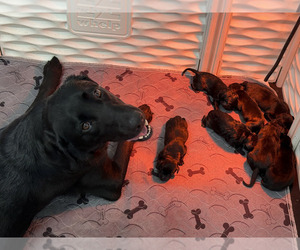 Medium Labrador Retriever